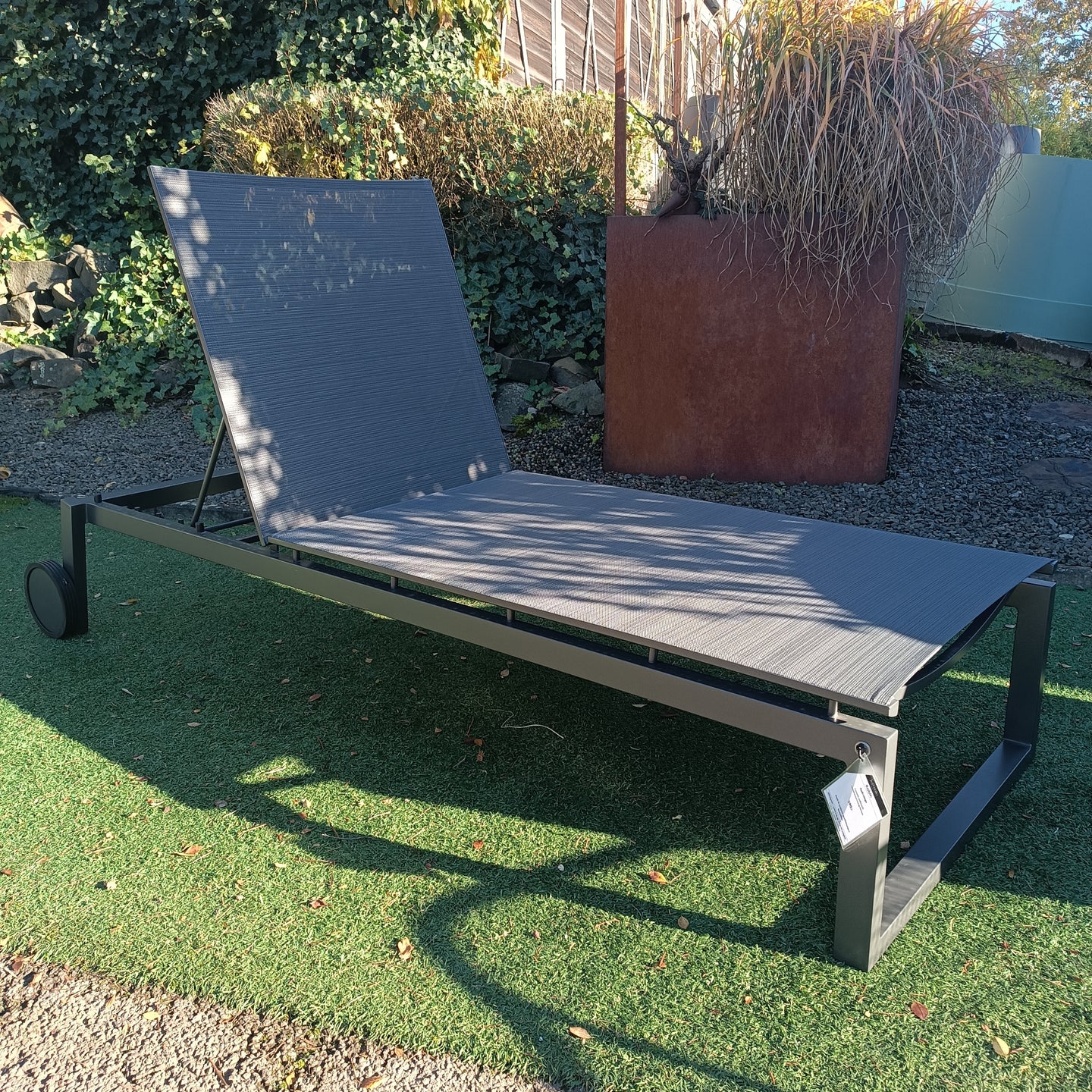 Stern Robin Rolllliege